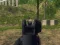 遊戲Army Shooter在線