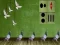 遊戲Pigeon Escape 2在線