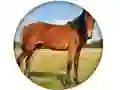 遊戲Animal Quiz在線