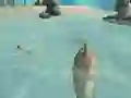 遊戲Shark Simulator Beach Killer在線