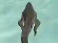 遊戲Crocodile Simulator Beach Hunt在線