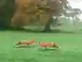 遊戲Hunted Fox在線