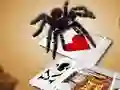 遊戲Jumping Spider在線