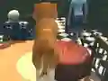 遊戲Dog Simulator: Puppy Craft在線