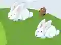 遊戲Crazy Eggs在線