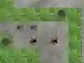 遊戲Spider Tower Defence在線