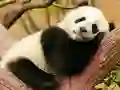 遊戲Animal Differences在線