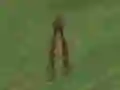 遊戲Dino Hunt在線