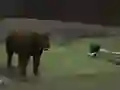 遊戲Bear Den在線
