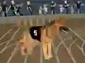 遊戲Crazy Dog Racing Fever在線