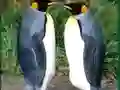 遊戲Penguin Puzzle在線
