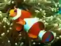 遊戲Underwater Hidden Numbers在線
