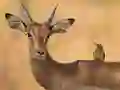 遊戲Wild Deer Jigsaw在線