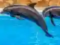 遊戲Sea Dolphin Jigsaw在線