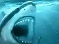 遊戲Hungry Shark在線