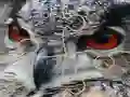 遊戲Wild owl Jigsaw在線