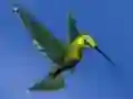 遊戲Hummingbird House Escape在線