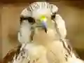 遊戲Gyrfalcon Jigsaw在線