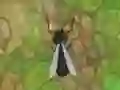 遊戲Antwar.io在線