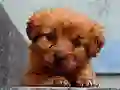 遊戲Puppy Puzzle在線