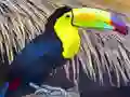 遊戲Toucan Bird Jigsaw在線