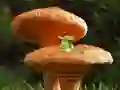 遊戲Mushroom Plant Land Escape在線
