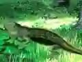 遊戲Lizard Forest Escape在線