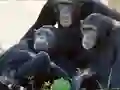 遊戲Funny Chimpanzee Jungle Escape在線