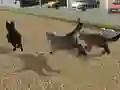 遊戲Run Cat Cat Race在線