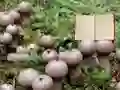 遊戲Lycoperdon Mushroom Land Escape在線