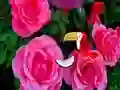 遊戲Precious Rose Escape在線