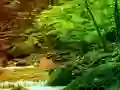 遊戲Peaceful Rainbow Forest Escape在線