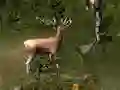遊戲Sniper Hunting Deadly Animal在線