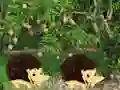 遊戲Escape From Mango Farm在線