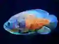 遊戲Tiger Fish Jigsaw在線