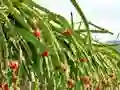 遊戲Dragon Fruit Animal Escape在線
