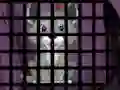 遊戲Trapped Wolf Rescue在線