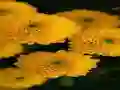 遊戲Chrysanthemums Jigsaw在線