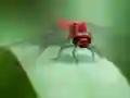 遊戲Dragon Fly Jigsaw在線