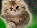遊戲Couple Kitten Escape在線