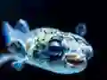 遊戲Puffer Fish Jigsaw在線