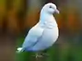 遊戲Realistic Pigeon Rescue在線