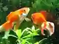 遊戲Blue Fish Escape在線