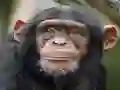 遊戲Chimpanzee Jigsaw在線