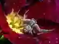 遊戲Crab Spider Jigsaw在線