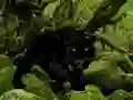 遊戲Escape from Black Panther Forest在線