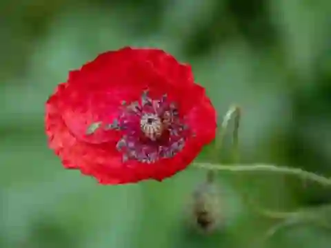 遊戲Poppy Nature Flower Jigsaw在線