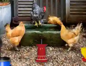 遊戲Poultry Farm Easter Escape在線