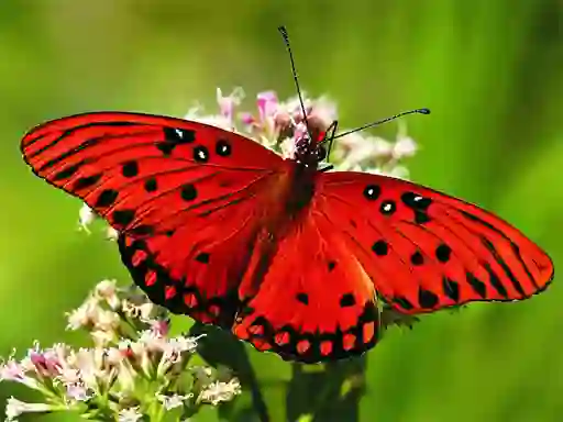 遊戲Nature Jigsaw Puzzle Butterfly在線