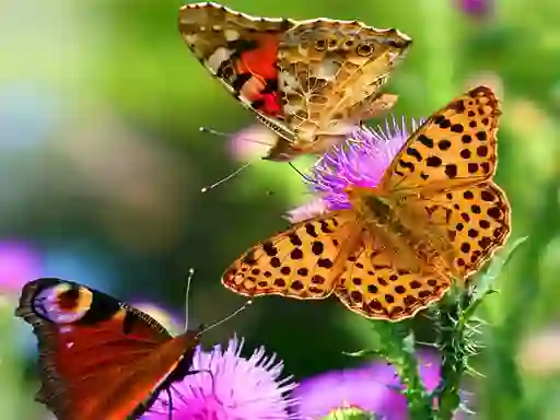 遊戲Butterfly Slide在線